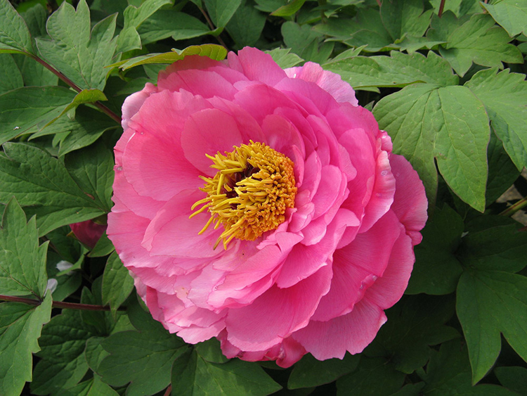 國(guó)花,生活,創(chuàng)意,設(shè)計(jì),全力設(shè)計(jì)