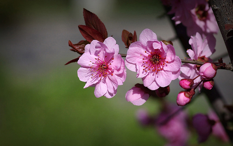 國(guó)花,生活,創(chuàng)意,設(shè)計(jì),全力設(shè)計(jì)