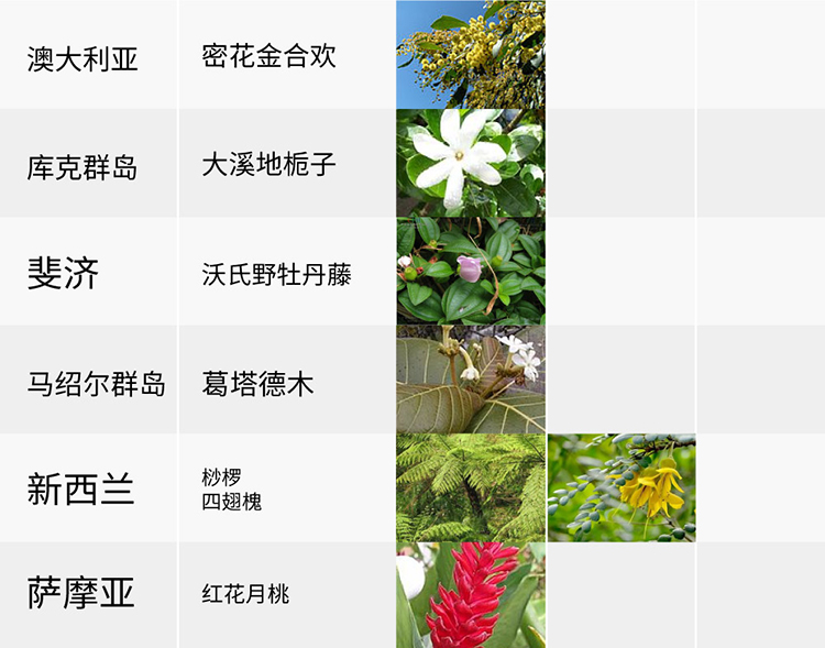 國(guó)花,生活,創(chuàng)意,設(shè)計(jì),全力設(shè)計(jì)